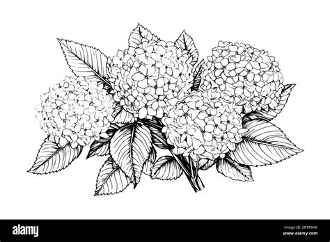 Hand Drawn Ink Sketch Hydrangea Flowers Vector Illustration In