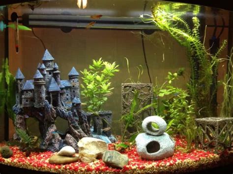 Betta Fish Tank Ideas Unique Cute And Cool Designs