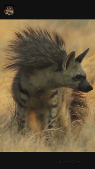 Aardwolf | The Termite-Eating Hyena #shorts #wildlife #animalshorts #