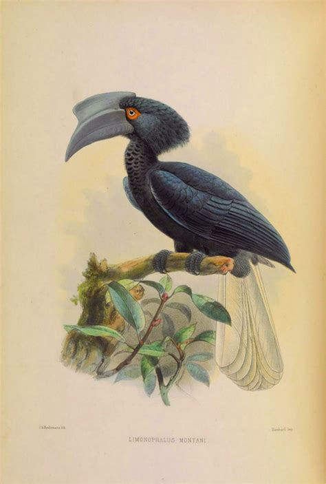 Rarest birds in the World: Sulu Hornbill (Anthracoceros montani ...