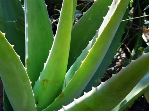 Cómo recuperar una planta de Aloe vera