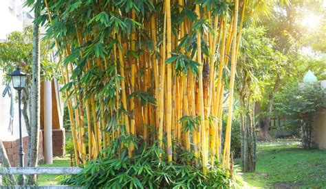 Golden Bamboo Facts Varieties Growth Care Tips Uses