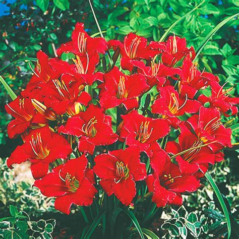 Ruby Stella Daylily | Sun Perennials | Breck's Bulbs Canada