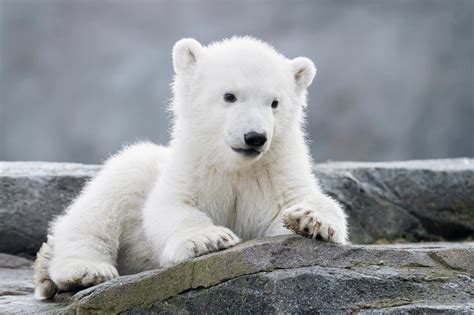 Tiergarten Schönbrunn: Eisbär-Baby ist ein Mädchen (mit Video) - Hietzing