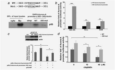 Transcriptional Repression Of AuroraA Gene By Wildtype P53 Through