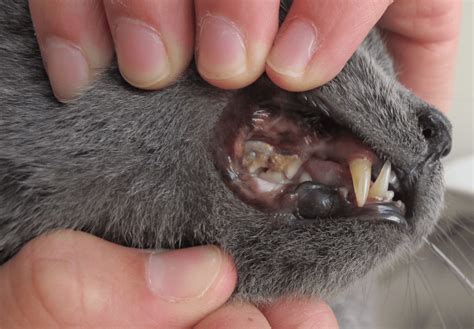 Зубной камень у кошки: Причины появления зубного камня