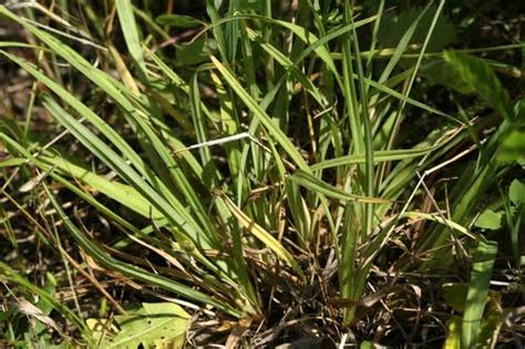 How To Grow Use And Care For Waterfalls Sedge Grass Carex Latebracteata Agric4profits