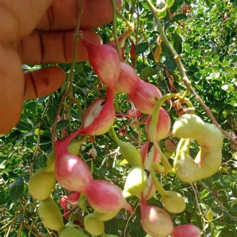 Jual Seedcenter Benih Biji Buah Asem Asam Manila Londo Belanda Madras