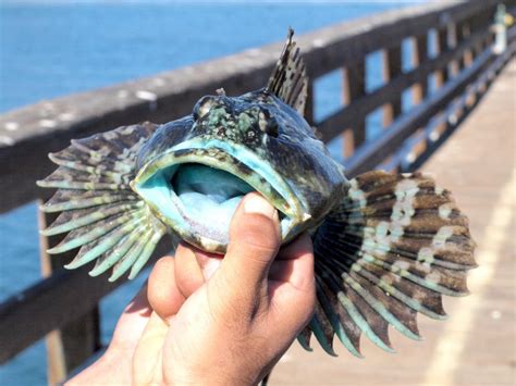 Cabezon - Pier Fishing in California