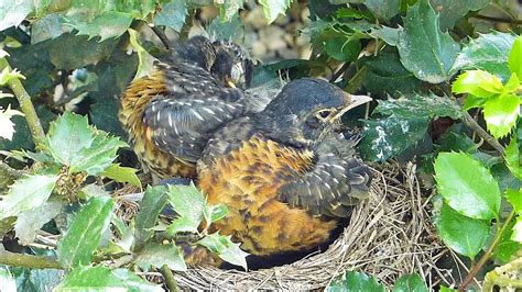 Robins Nest Ready To Fledge Final Preening Youtube