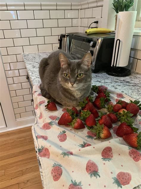 Guarding The Strawberries Rcats