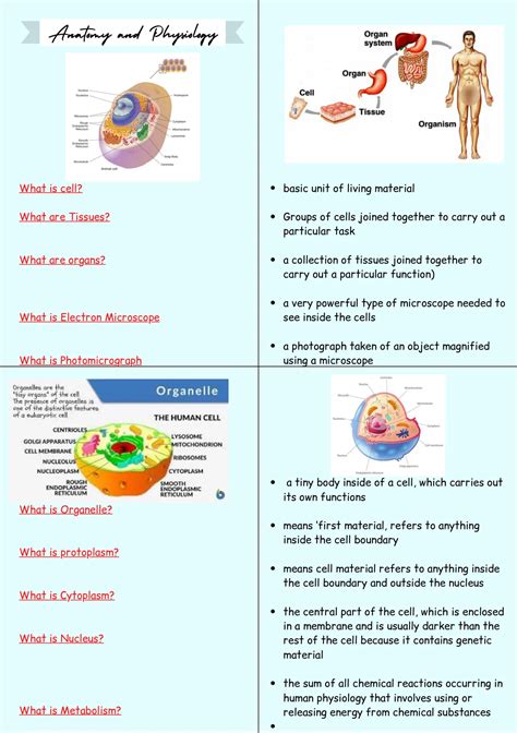 Btec Health And Social Care Unit 3 Anatomy And Physiology Revision Notes Part 1 From A1 B3