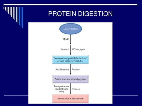 Protein Digestion Khan Academy at Mark Williams blog