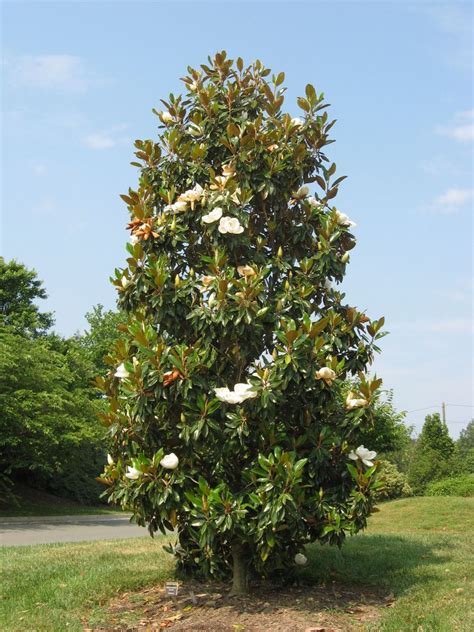 Magnolia Grandiflora Southern Magnolia Plant Photos And Information