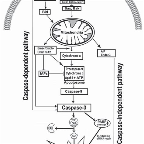 Role Of Mitochondria In Regulating The Intrinsic And Extrinsic