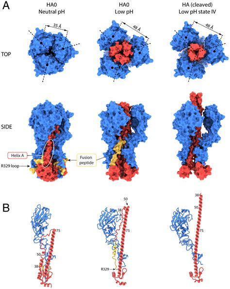 Reversible Structural Changes In The Influenza Hemagglutinin Precursor