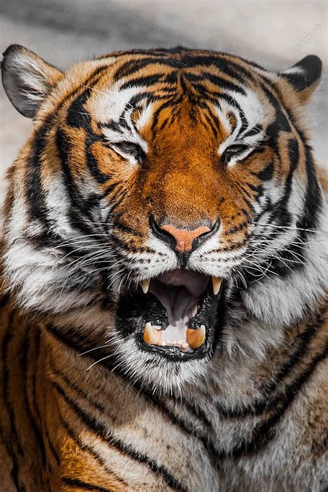 Tiger Close Up Portrait Carnivore Jungle Eyes Photo Background And