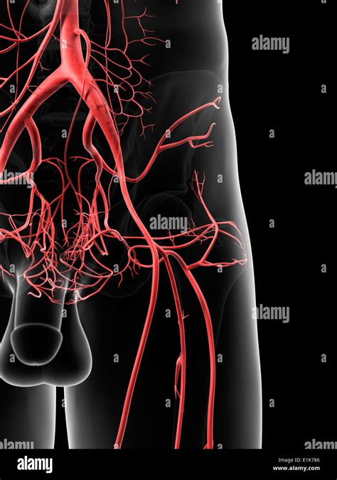 Human hip arteries computer artwork Stock Photo - Alamy