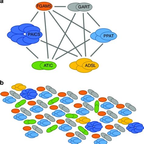 The Purinosome A Naturally Occurring Enzyme Cluster A Protein Protein