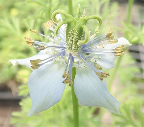 Black Seed (Nigella sativa) seeds, organic | Strictly Medicinal Seeds