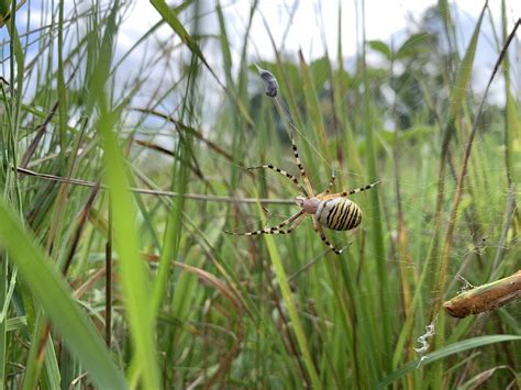 Wasp Spider Meadow - Free photo on Pixabay - Pixabay