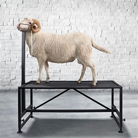 5 Best Goat Milking Stands For Sale Get The Most Value For Your Money