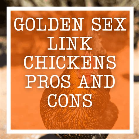 Golden Sexlink Chickens