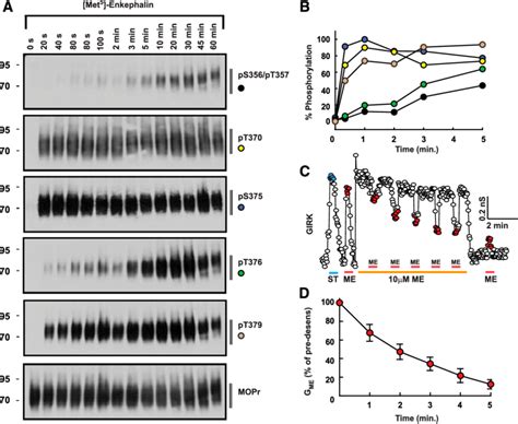 Time Course Of Phosphorylation And Mopr Desensitization Induced By Me