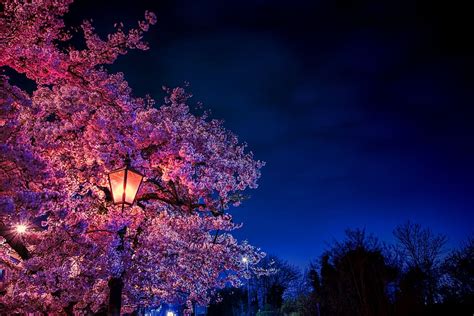 HD wallpaper: pink tree at night, plant, illuminated, sky, nature ...