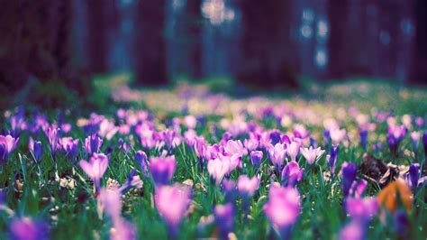 Spring Flower Wallpaper (73+ images)