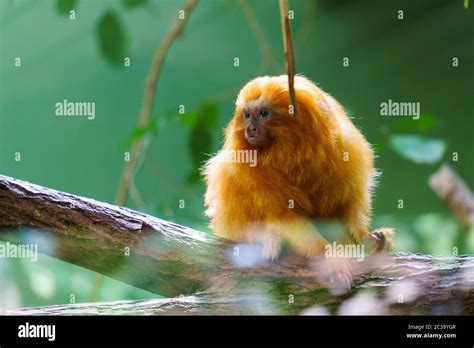Monkey Ears Hi Res Stock Photography And Images Alamy