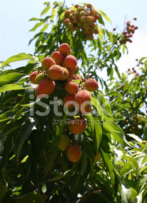 Fruit Tree Lychee Stock Photo | Royalty-Free | FreeImages