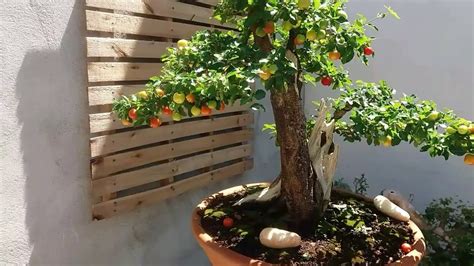 Bonsai de acerola - YouTube