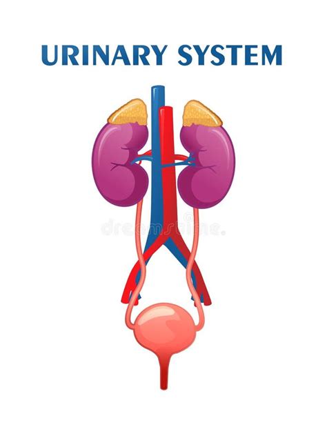 Ilustração Esquemática Do Sistema Urinário Humano Ilustração do Vetor