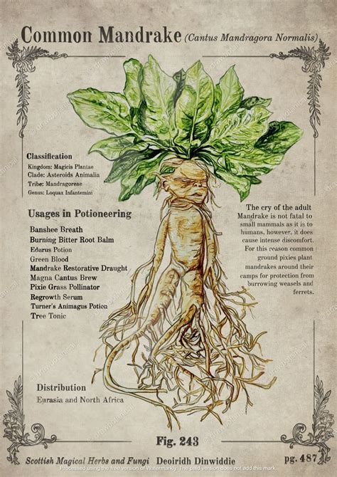 Magical Mandrake Herbology Poster For Sale By DrawBotanical Harry