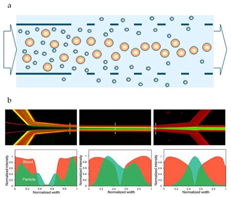 Membranes Free Full Text Microfluidics Used As A Tool To Understand