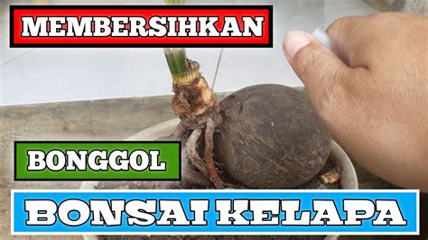 Coconut Bonsai Perawatan Bonsai Kelapa Membersihkan Bonggol Bonsai