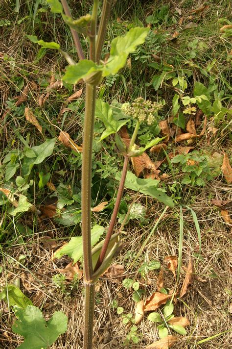 Primerki vrste navadni dežen (Heracleum sphondylium ssp. sphondylium)