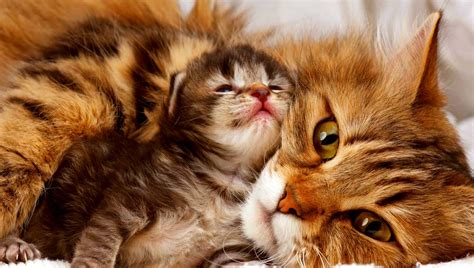 mama and baby - Kittens Photo (41568689) - Fanpop