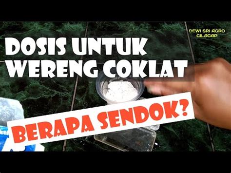 Insektisida Avidor Wp Untuk Hama Wereng Coklat Obat Wereng Ampuh