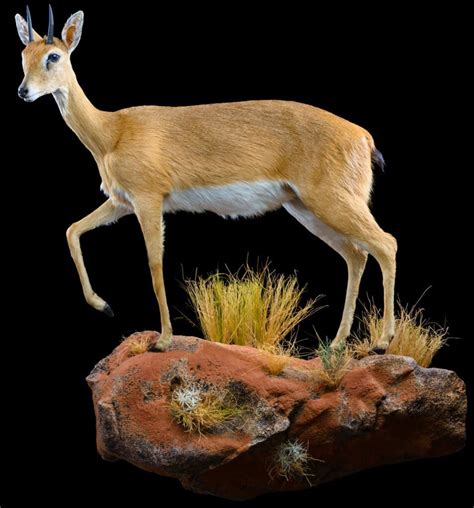 ORIBI Taxidermy South Africa | Get ORIBI Trophy Mount Quote