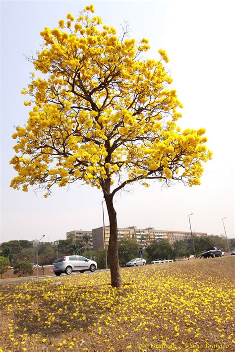 S Rie O Ip Amarelo Em Bras Lia Brasil Series Wi Flickr