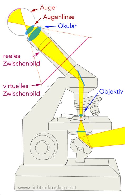 Das Mikroskop Lichtmikroskop Net