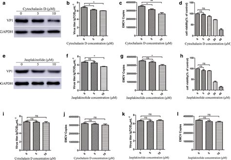 Cytoskeleton Reorganization Affects Emcv Replication Cytochalasin D