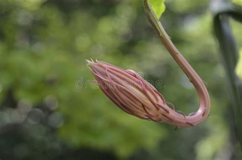 Dutchmans Pipe Cactus Stock Image Image Of Outdoors 330551467