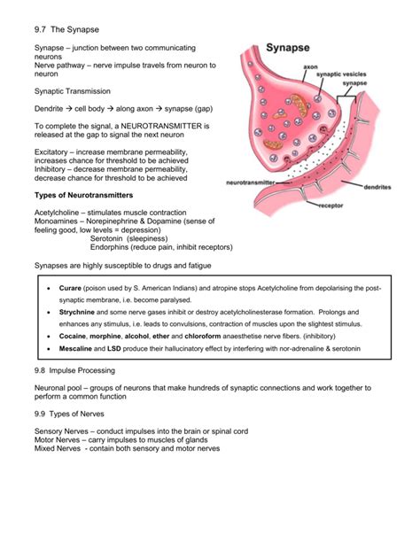 The Anatomy Of A Synapse Worksheet Key Anatomy Worksheets