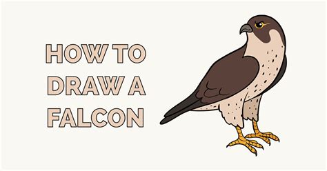 How To Draw A Falcon Step By Step Easy The Images Above Represents How