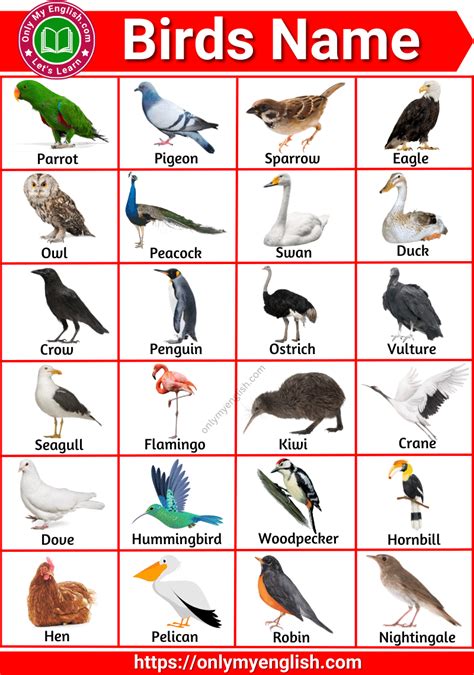 Birds Name In English With Pictures