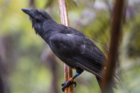 USFWS Pacific Region • Endangered Hawaiian Crow Thriving in Hawaii’s...