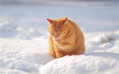 橘猫壁纸 高清图片，堆糖，美图壁纸兴趣社区